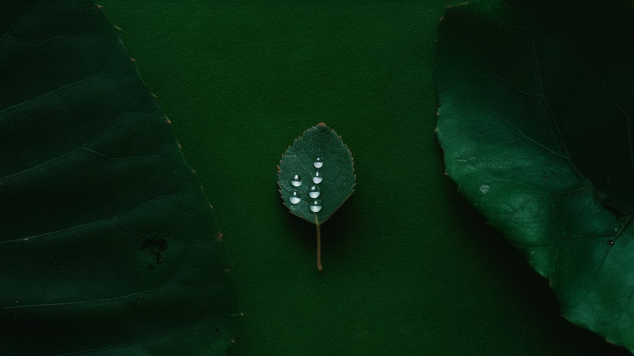 leaf-darkgreen7.jpg